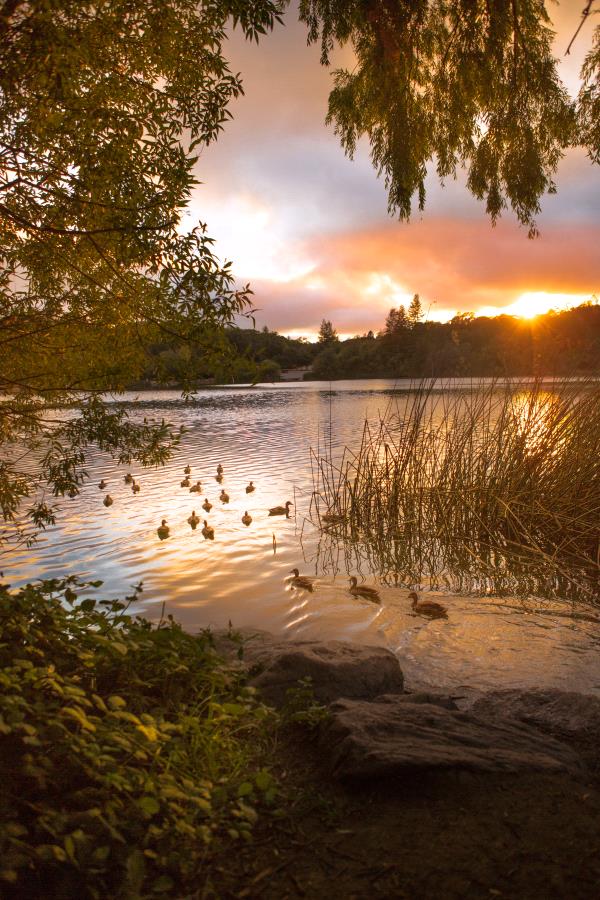 /Images/uploads/Sonoma County Regional Parks Foundation/springlake50/entries/28907thumb.jpg